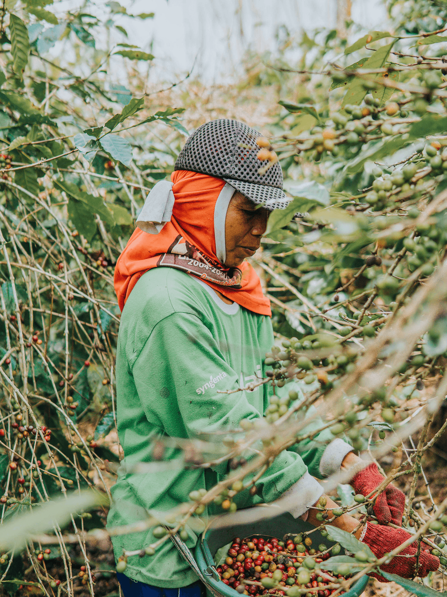 coffee worker picking coffee beans