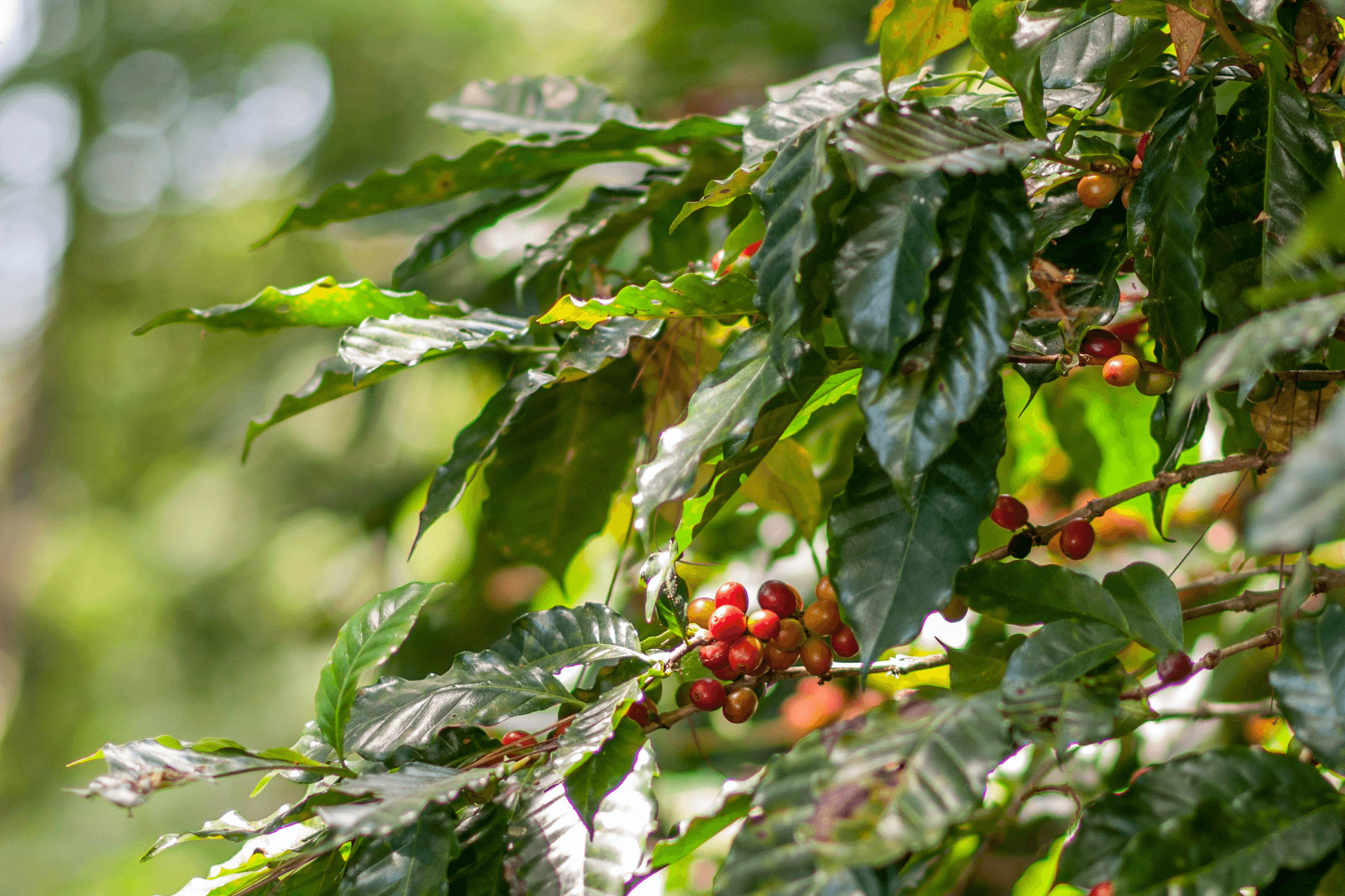 coffee plant