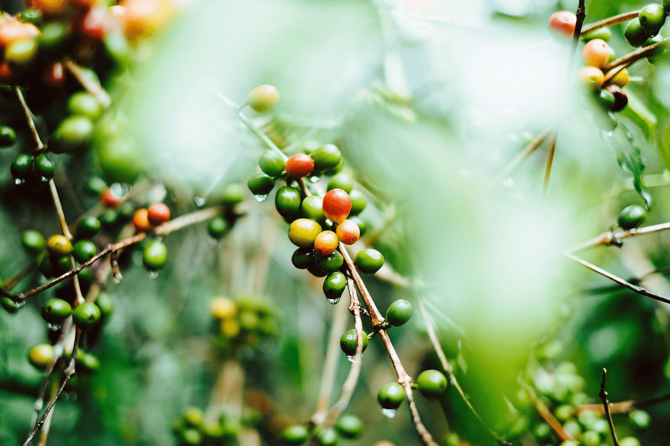 coffee plant